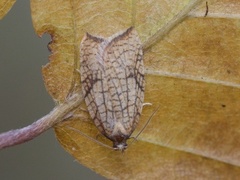 Nettflatvikler (Acleris rhombana)