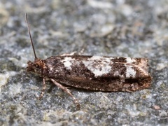 Smal kveldvikler (Epinotia crenana)