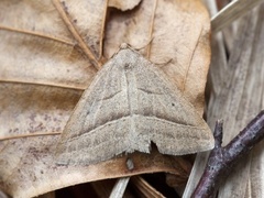 Bregnemåler (Petrophora chlorosata)