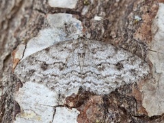 Vårbarkmåler (Ectropis crepuscularia)