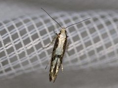 Rognebærmøll (Argyresthia conjugella)