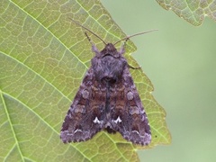 Rødt hagefly (Ceramica pisi)