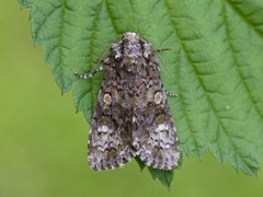 Askekveldfly (Craniophora ligustri)