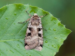 Triangelbakkefly (Xestia triangulum)