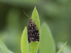 Spireaprydvikler (Celypha siderana)