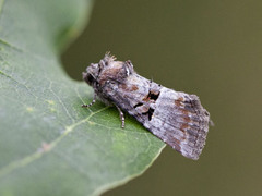 Rødlig strandengfly (Litoligia literosa)