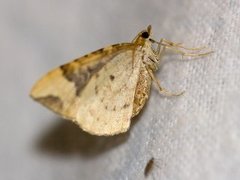 Blåbærmåler (Eulithis populata)