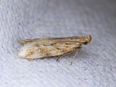 Fagerklokkemøll (Orophia ferrugella)