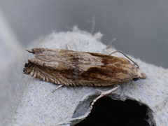 Mørk knoppurtengvikler (Eucosma hohenwartiana)