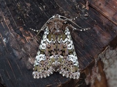 Flekkfly (Crypsedra gemmea)