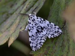 Barskognonne (Lymantria monacha)