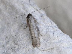 Hypatopa binotella