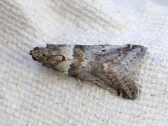 Liten eikesmalmott (Acrobasis consociella)