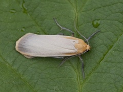 Barlavspinner (Eilema depressa)