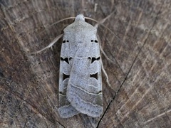 Grått kilefly (Eugnorisma glareosa)