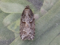 Blåbærflatvikler (Acleris maccana)