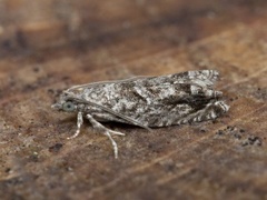 Epinotia cinereana/nisella