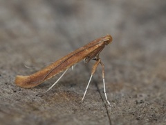 Caloptilia betulicola/elongella