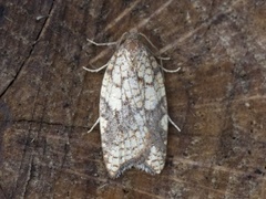 Nettflatvikler (Acleris rhombana)