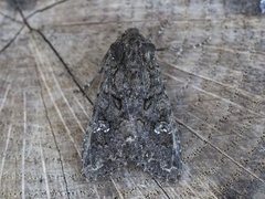 Kålfly (Mamestra brassicae)