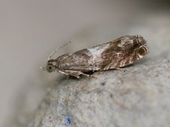 Brun kveldvikler (Epinotia immundana)