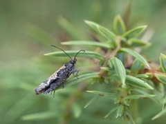 Smal kveldvikler (Epinotia crenana)