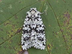 Grønt eikefly (Griposia aprilina)