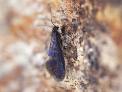 Eriocrania semipurpurella/sangii