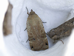 Plettbåndfly (Noctua orbona)