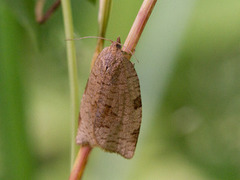 Skogbladvikler (Lozotaenia forsterana)