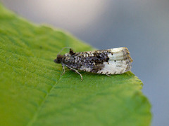 Gul fugleskittvikler (Hedya ochroleucana)