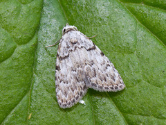 Eikeduskfly (Meganola strigula)