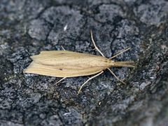 Takrørnebbmott (Chilo phragmitella)