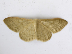 Bueengmåler (Idaea straminata)