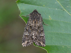 Kålfly (Mamestra brassicae)