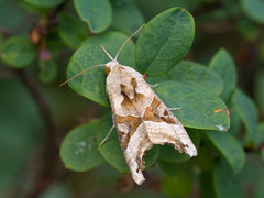 Taggvingefly (Phlogophora meticulosa)