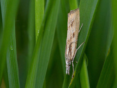 Gul nebbmott (Agriphila inquinatella)