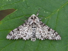 Bjørkelurvemåler (Biston betularia)