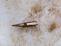 Rognebærmøll (Argyresthia conjugella)