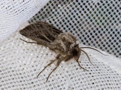 Fjelljordfly (Agrotis fatidica)