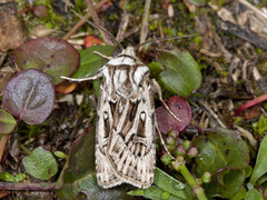 Fjelljordfly (Agrotis fatidica)