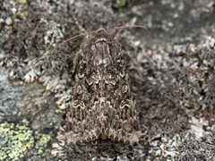 Grått fjellengfly (Apamea exulis)