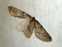 Vintermåler (Alsophila aescularia)