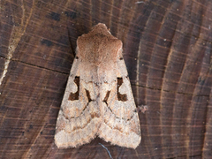 Buemerket seljefly (Orthosia gothica)