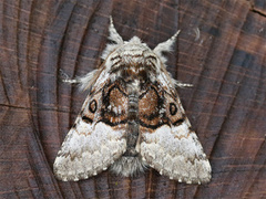 Hasselmunkefly (Colocasia coryli)