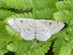 Bjørkeløvmåler (Cyclophora albipunctata)