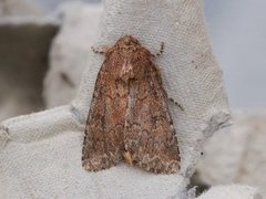 Rødt fjellengfly (Apamea kuusamoensis)