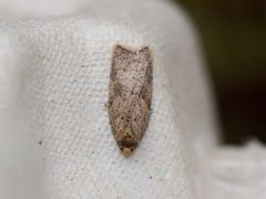 Bjørkeflatvikler (Acleris notana)