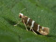 Argyresthia trifasciata