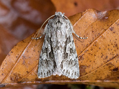 Vivendelfly (Xylocampa areola)